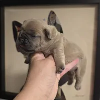 Fawn Female, a female French Bulldog for sale in Denver, CO – 1 of 1