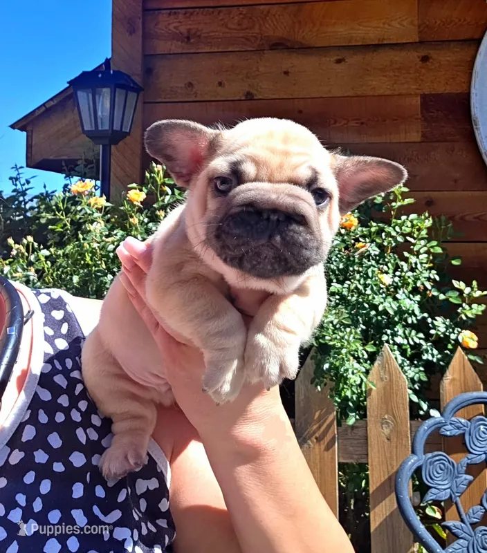 FAWN MALE >>> SO CUTE – French Bulldog puppy for sale in Denver, CO