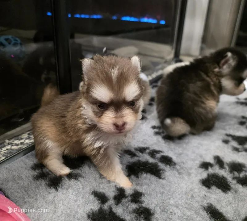 CHOCOLATE MINI POMSKY GIRL