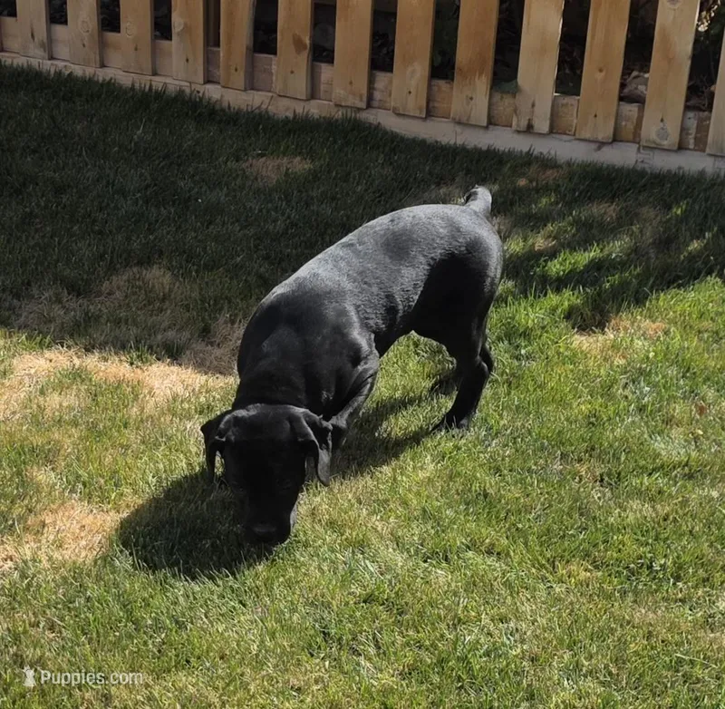 ♥ black cane corso pup ♥ – Cane Corso puppy for sale in Denver, CO