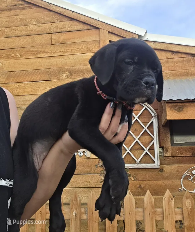 ♥ black cane corso pup ♥ – Cane Corso puppy for sale in Denver, CO
