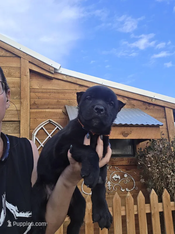♥ black cane corso pup ♥
