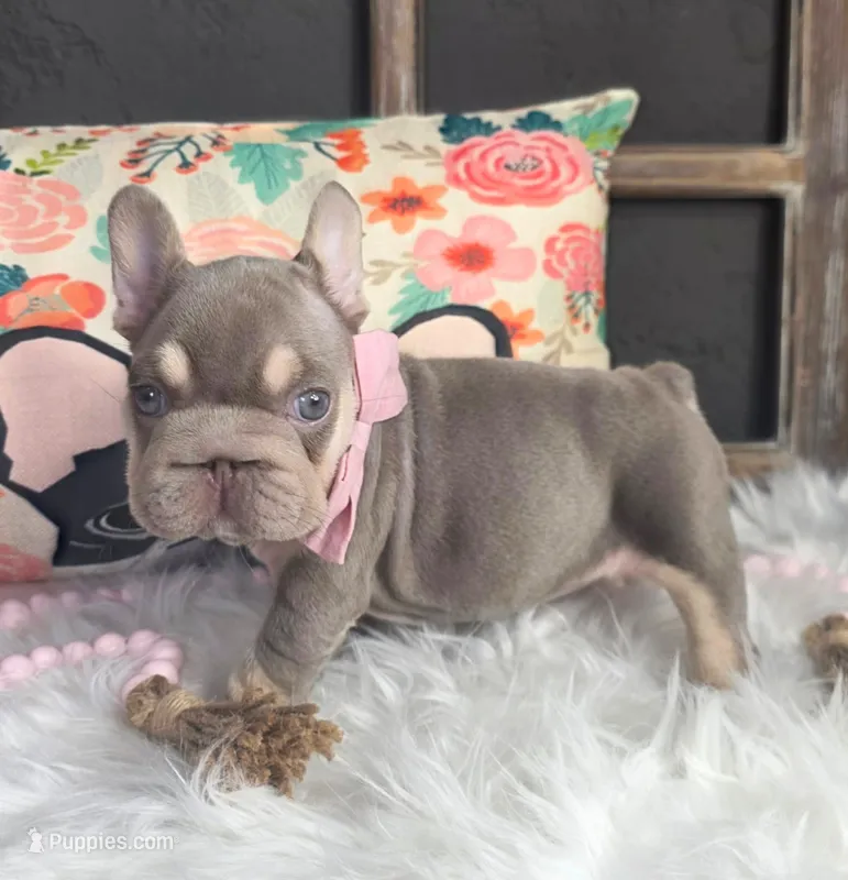 ISABELLA & TAN BIG ROPE – French Bulldog puppy for sale in Denver, CO