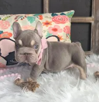 ISABELLA & TAN BIG ROPE, a female French Bulldog for sale in Denver, CO – 1 of 1