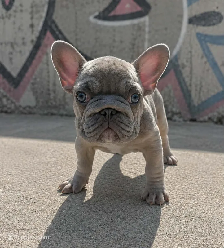 adorable fawn male – French Bulldog puppy for sale in Denver, CO
