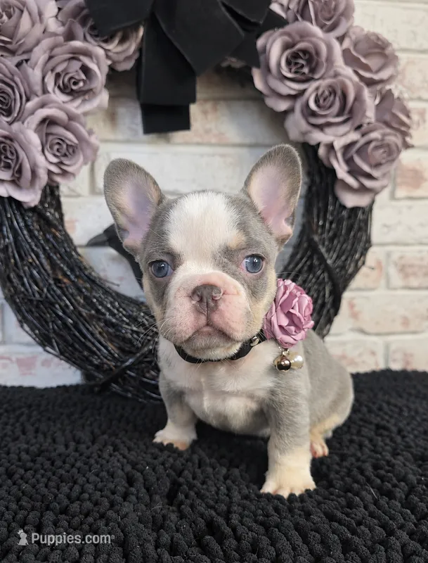 Lilac & Tan/Gray Girl – French Bulldog puppy for sale in Denver, CO
