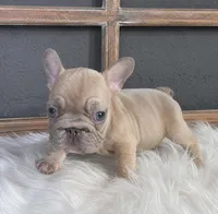 adorable fawn male, a male French Bulldog for sale in Denver, CO – 1 of 1