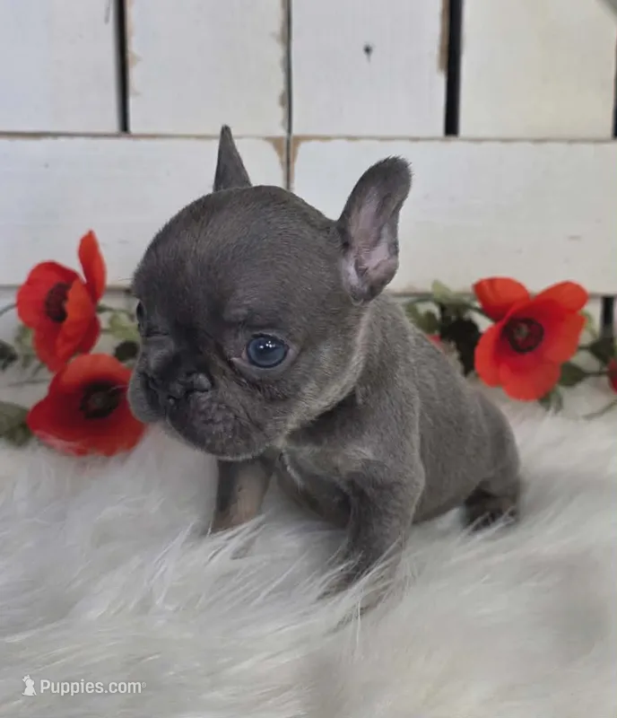 Blue & Tan Adorable Guy – French Bulldog puppy for sale in Denver, CO