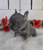 Blue & Tan Adorable Guy, a male French Bulldog for sale in Denver, CO – 2 of 3