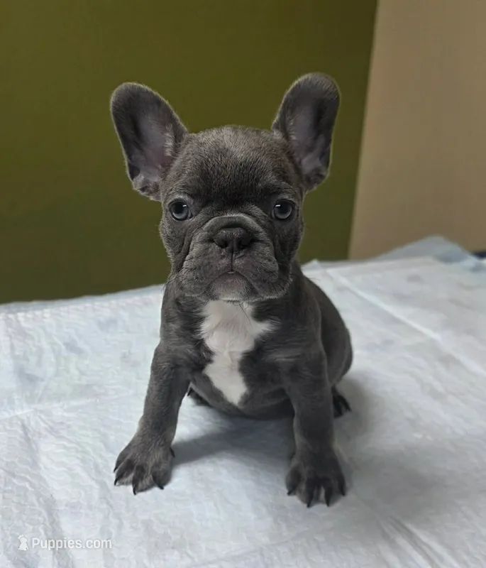 Lilac & Tan/Gray Female – French Bulldog puppy for sale in Denver, CO
