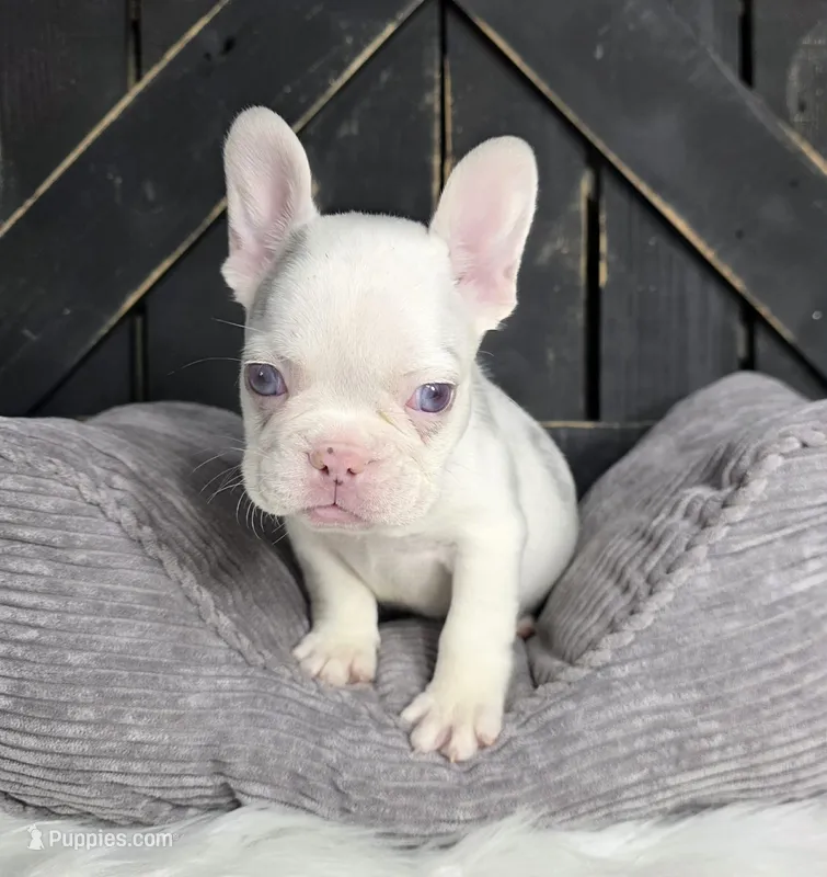 adorable frenchie male
