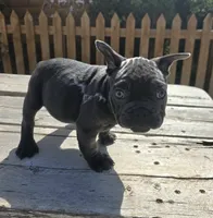 Blue Male, a male French Bulldog for sale in Denver, CO – 3 of 3