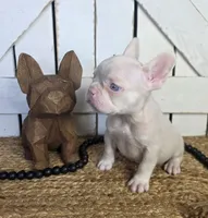 PINK MALE- REDUCED PRICE PET ONLY, a male French Bulldog for sale in Denver, CO – 1 of 1