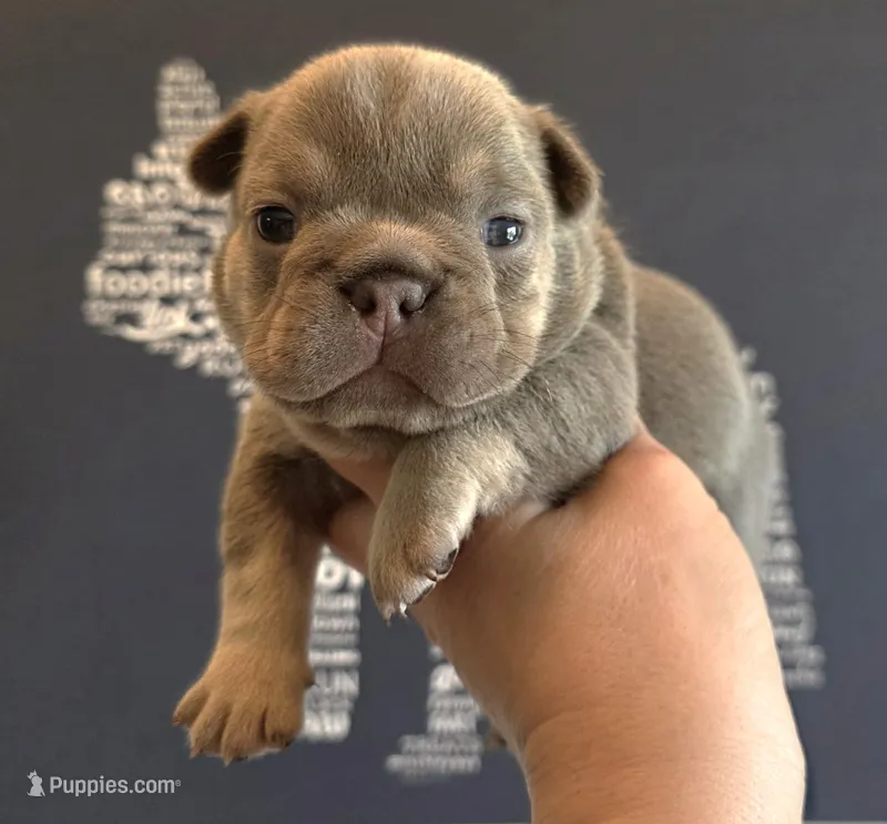 GORGEOUS FRENCHIE GIRL – French Bulldog puppy for sale in Denver, CO