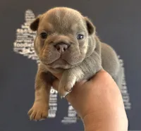 GORGEOUS FRENCHIE GIRL, a female French Bulldog for sale in Denver, CO – 1 of 1