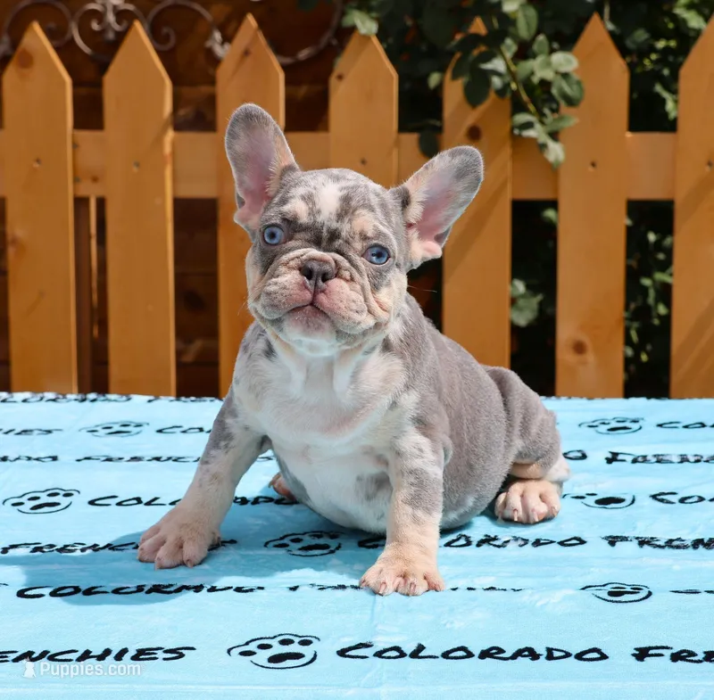 LILAC & TAN MERLE, a male French Bulldog for sale in Denver, CO – Photo 1 of 3