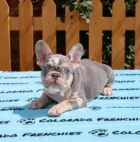 LILAC & TAN MERLE, a male French Bulldog for sale in Denver, CO – Photo 3 of 3