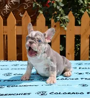 LILAC & TAN MERLE, a male French Bulldog for sale in Denver, CO – Photo 2 of 3