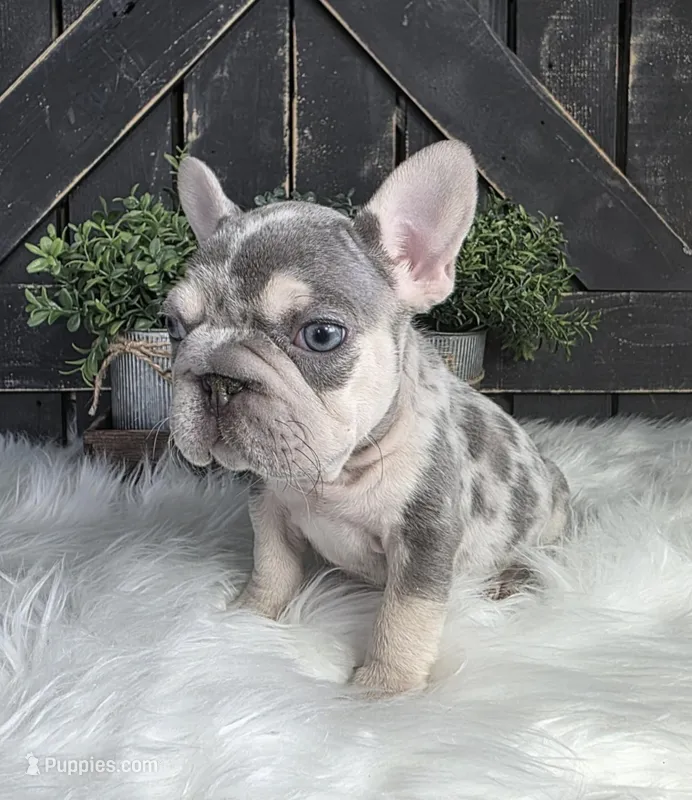 Gray/Lilac Merle Boy – French Bulldog puppy for sale in Denver, CO