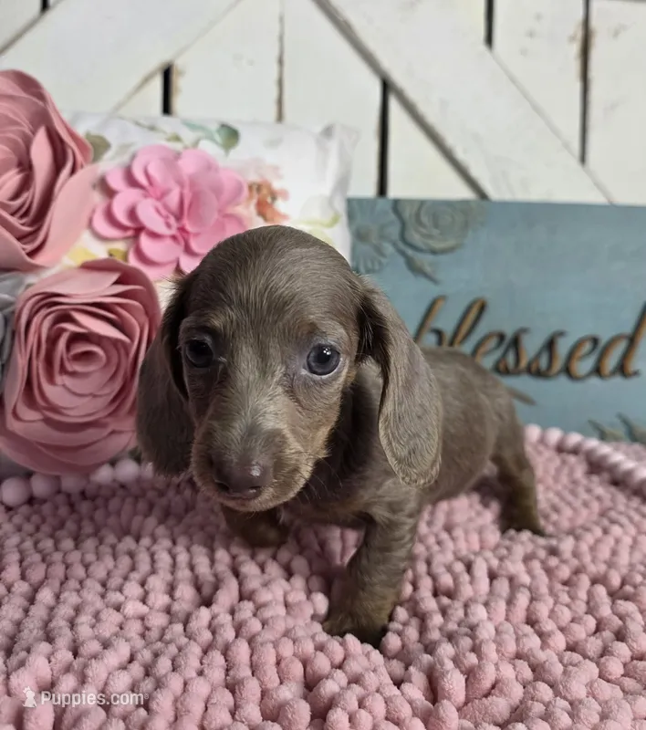 ISABELLA & TAN LONGHAIR MINI – Miniature Dachshund puppy for sale in Denver, CO