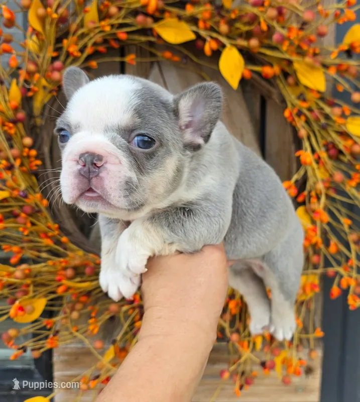 Lilac & Tan/Gray Girl – French Bulldog puppy for sale in Denver, CO