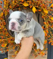 Lilac & Tan/Gray Girl, a female French Bulldog for sale in Denver, CO – 1 of 1