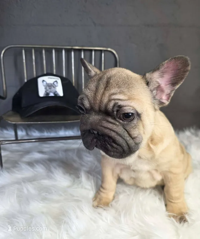 FAWN MALE >>> SO CUTE – French Bulldog puppy for sale in Denver, CO