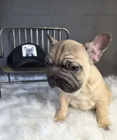 FAWN MALE >>> SO CUTE, a male French Bulldog for sale in Denver, CO – 1 of 1