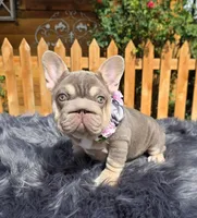 ISABELLA & TAN SUPER SWEET GIRL, a female French Bulldog for sale in Denver, CO – 1 of 1