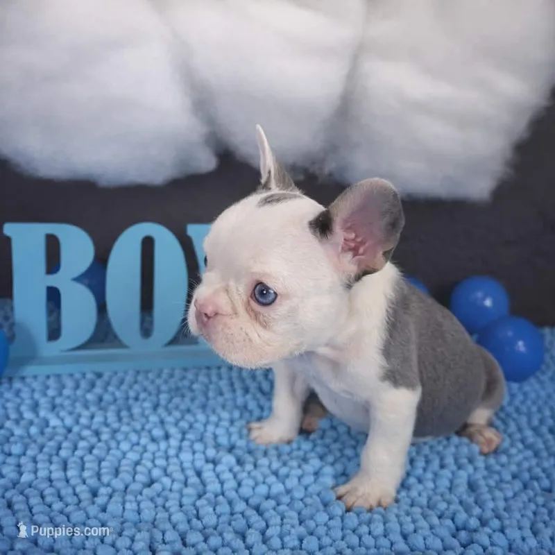 gray pied boy – French Bulldog puppy for sale in Denver, CO