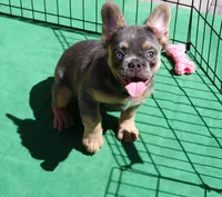 FLUFFY MALE, a male French Bulldog for sale in Denver, CO – Photo 2 of 3