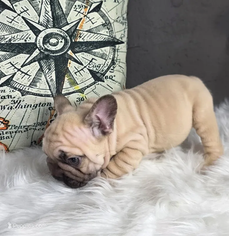 FAWN MALE >>> SO CUTE – French Bulldog puppy for sale in Denver, CO