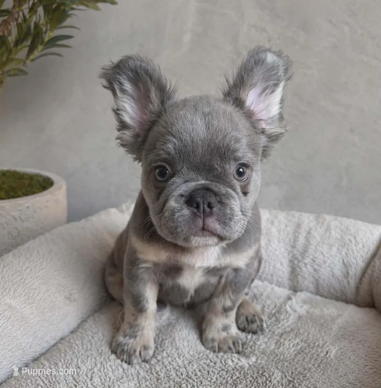 FLUFFY FRENCH BULLDOG – French Bulldog puppy for sale in Denver, CO