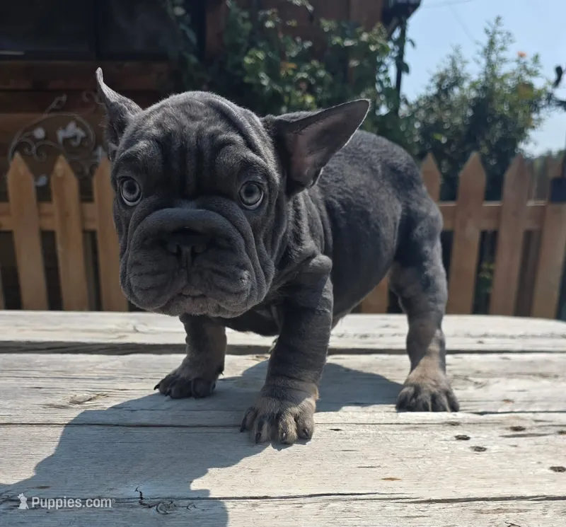 Blue Frenchie Guy – French Bulldog puppy for sale in Denver, CO