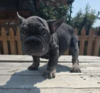 Blue Frenchie Guy, a male French Bulldog for sale in Denver, CO – 1 of 1