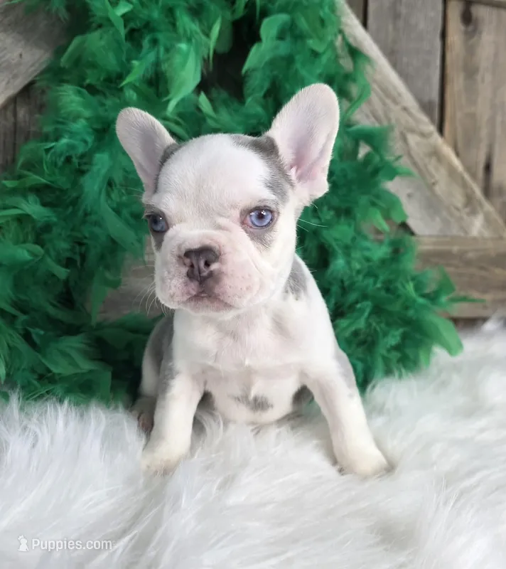 Frenchie Boy – French Bulldog puppy for sale in Denver, CO