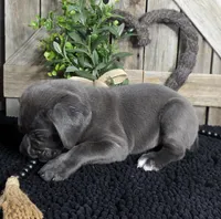 grey/blue cane corso female, a female Cane Corso for sale in Denver, CO – Photo 2 of 5