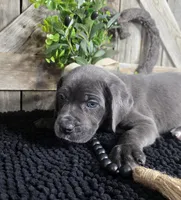 grey/blue cane corso female, a female Cane Corso for sale in Denver, CO – Photo 4 of 5