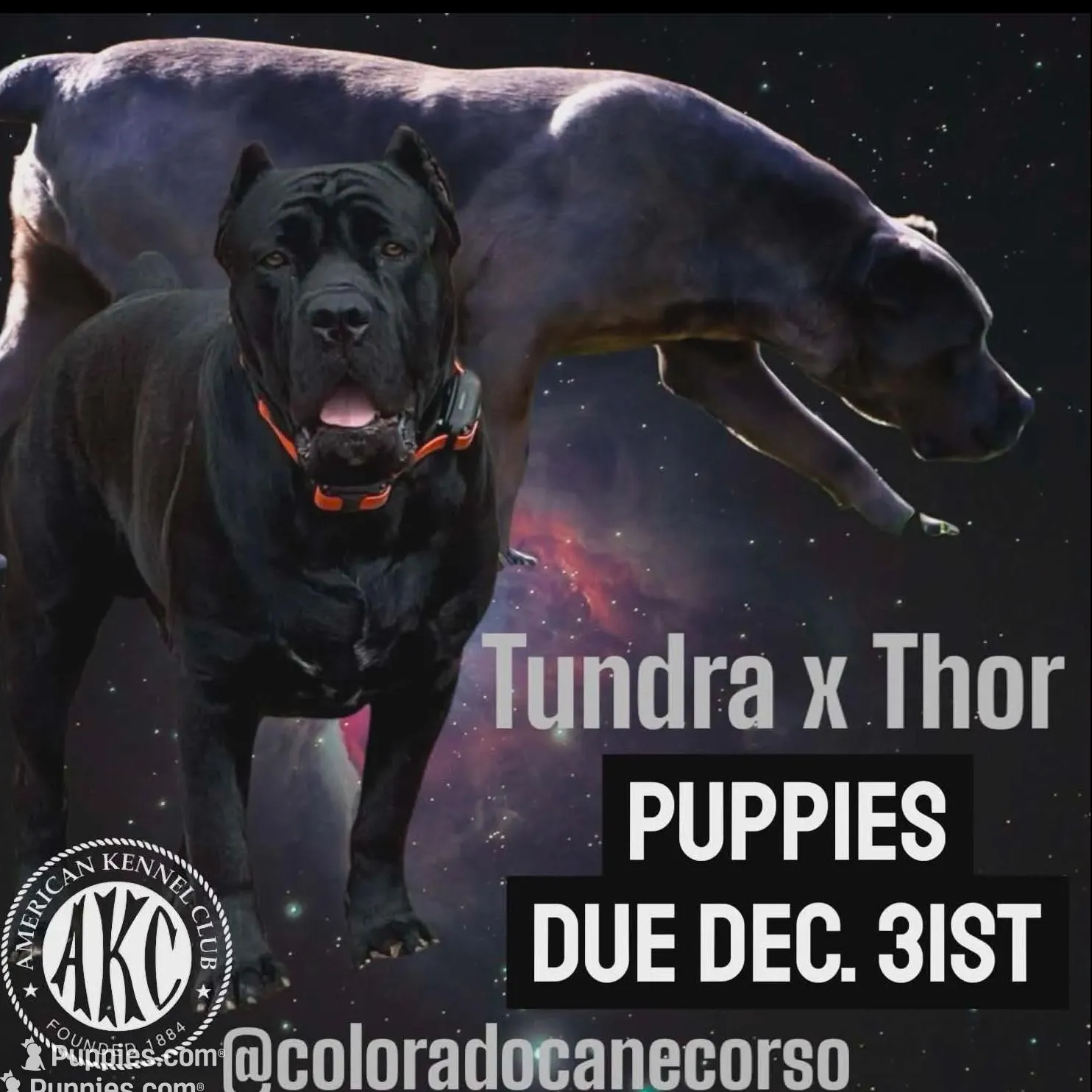 grey/blue cane corso female, a female Cane Corso for sale in Denver, CO – Photo 5 of 5