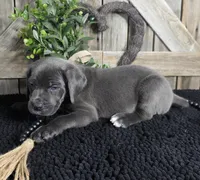 grey/blue cane corso female, a female Cane Corso for sale in Denver, CO – Photo 3 of 5