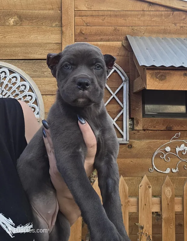 gray cane corso female