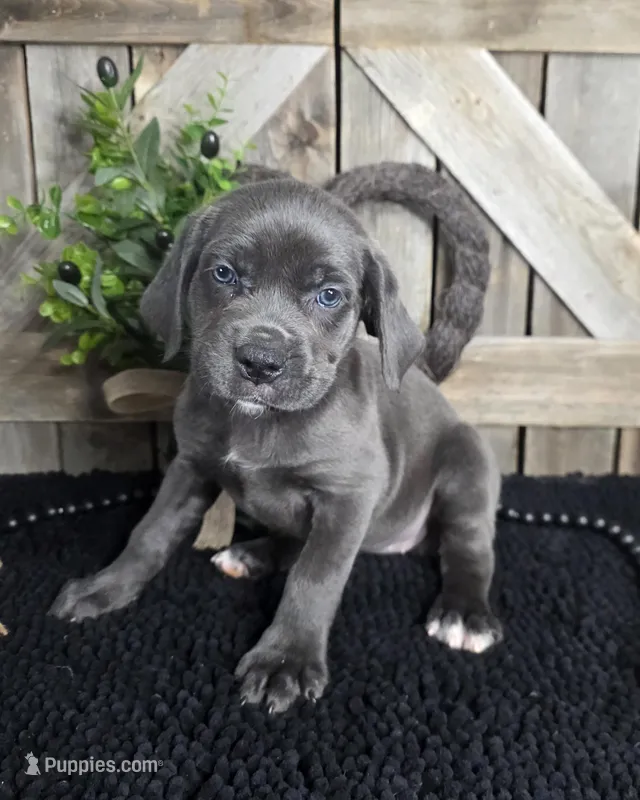 grey/blue cane corso female