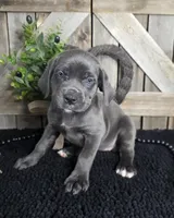 grey/blue cane corso female, a female Cane Corso for sale in Denver, CO – Photo 1 of 5