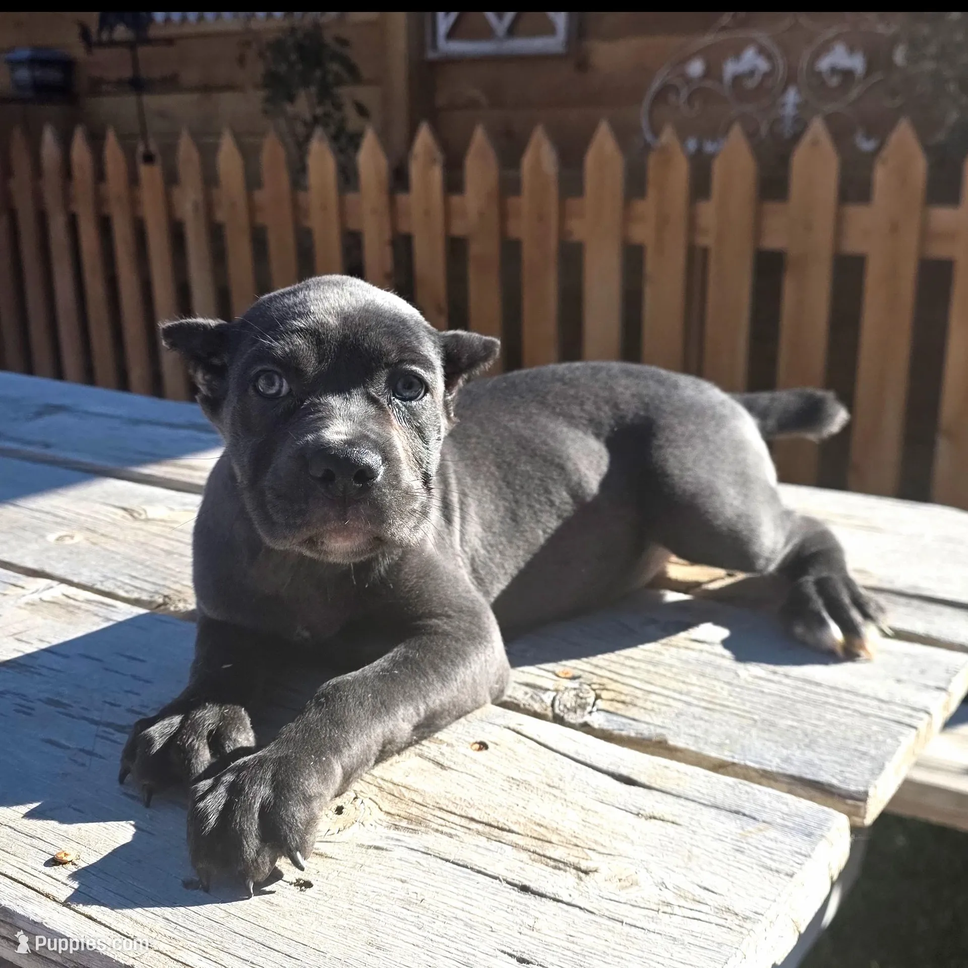 gray cane corso female – Cane Corso puppy for sale in Denver, CO
