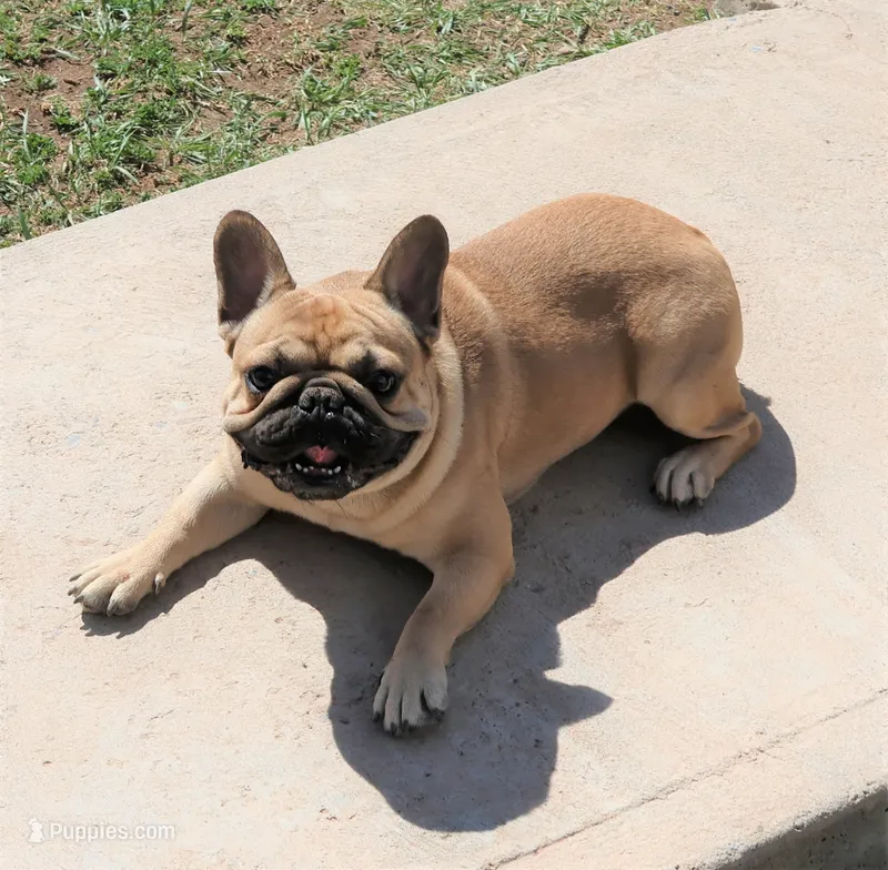 RIVAL retired neutered male Frenchie – French Bulldog puppy for sale in Denver, CO