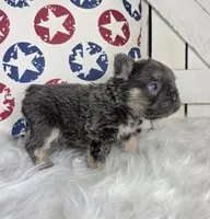 FLUFFY FRENCH BULLDOG, a male French Bulldog for sale in Denver, CO – 5 of 5