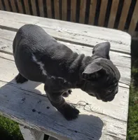 Blue Male, a male French Bulldog for sale in Denver, CO – 2 of 3
