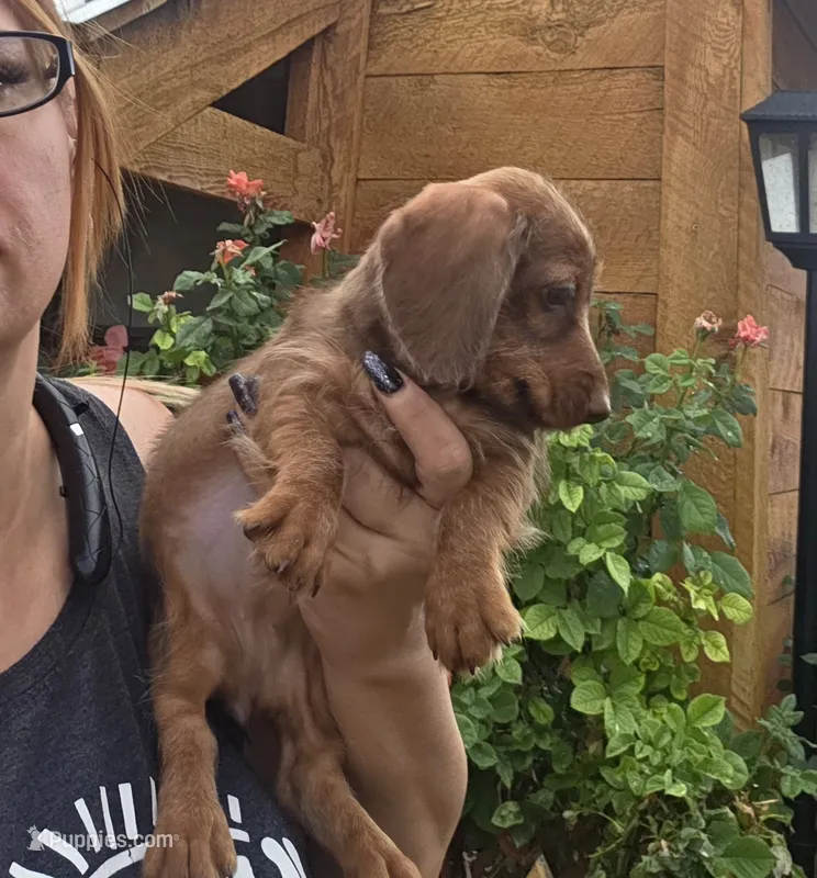Adorable Wirehaired Red Mini Dachshund – Miniature Dachshund puppy for sale in Denver, CO