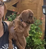 Adorable Wirehaired Red Mini Dachshund, a female Miniature Dachshund for sale in Denver, CO – 1 of 3