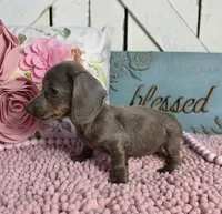 ISABELLA & TAN LONGHAIR MINI, a female Miniature Dachshund for sale in Denver, CO – 2 of 2